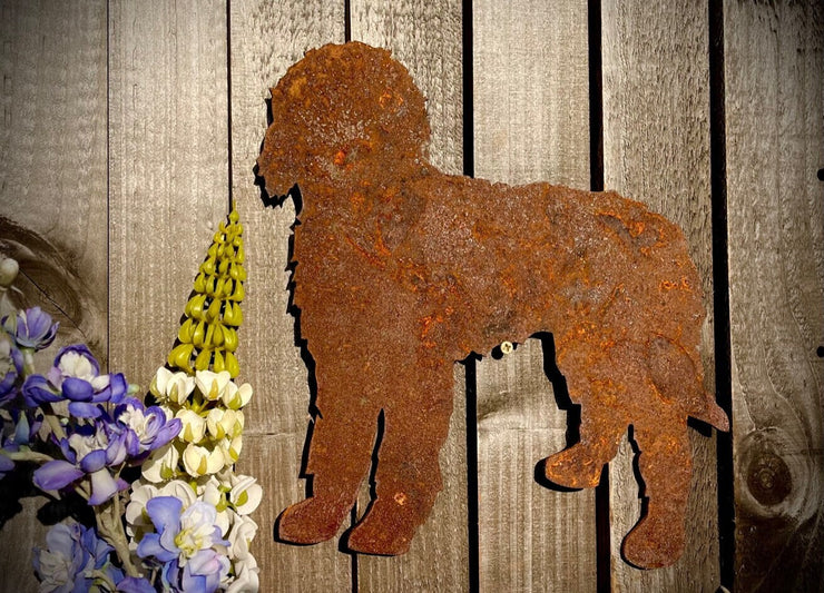 Cockerpoo Labradoodle Caverpoo Standing