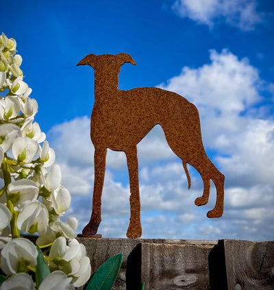 Standing Whippet