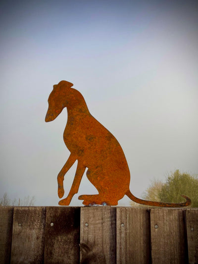 Sitting Whippet