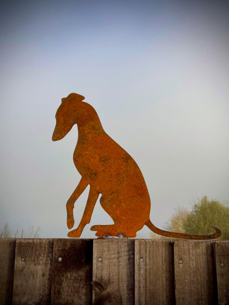 Sitting Whippet