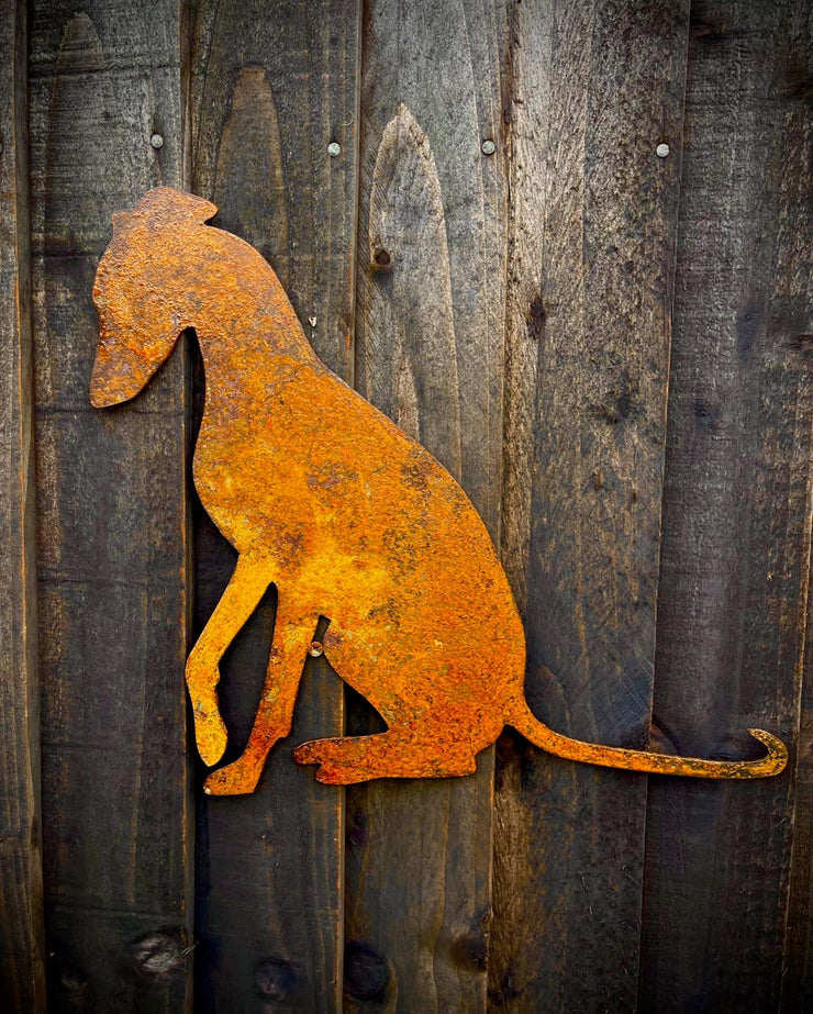 Sitting Whippet