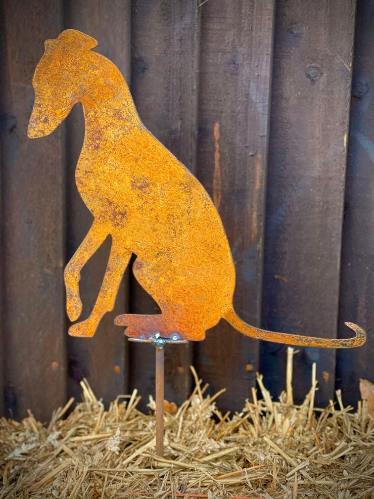 Sitting Whippet